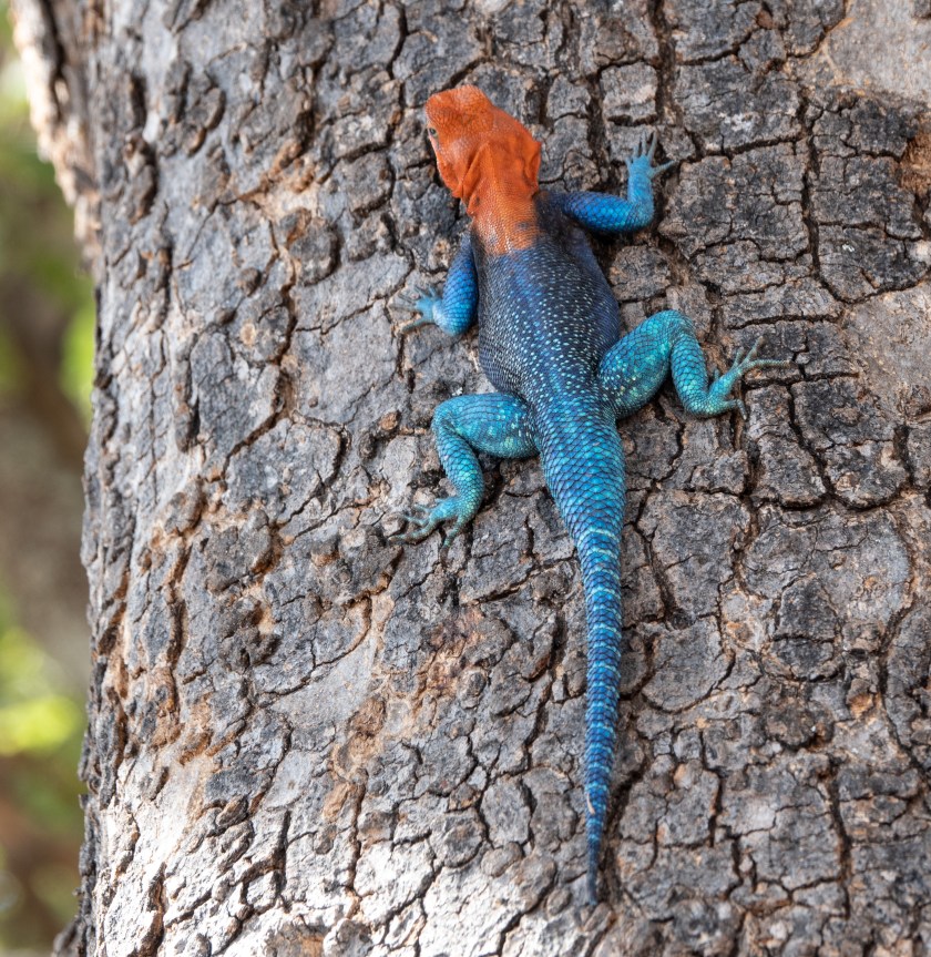 Red-headed rock agama
