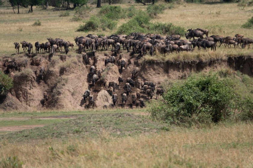 wildebeest