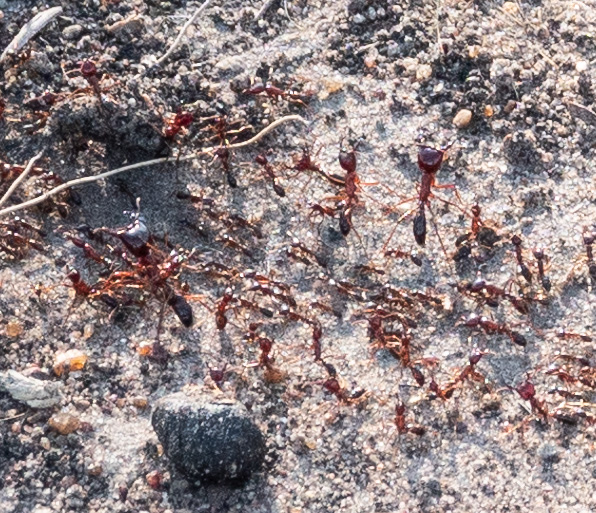 Safari ants and starlings