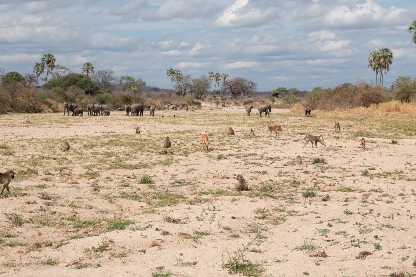 elephants, baboons, gazelles