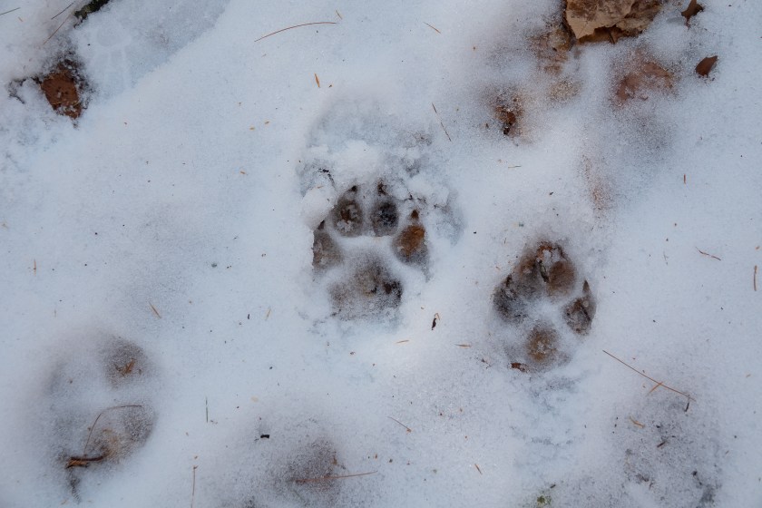 Coyote tracks
