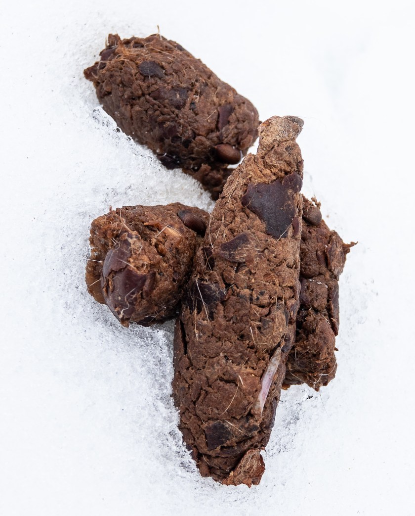 Coyote scat, with bone, hair and rotten apples
