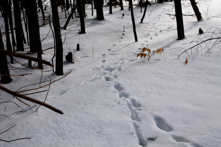 coyote crossroads. 10 sets of tracks. 1 coyote on 5 return trips?? etc