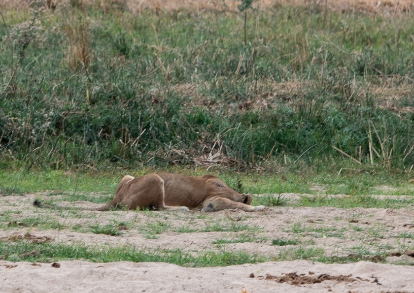 elephant and lion encounter