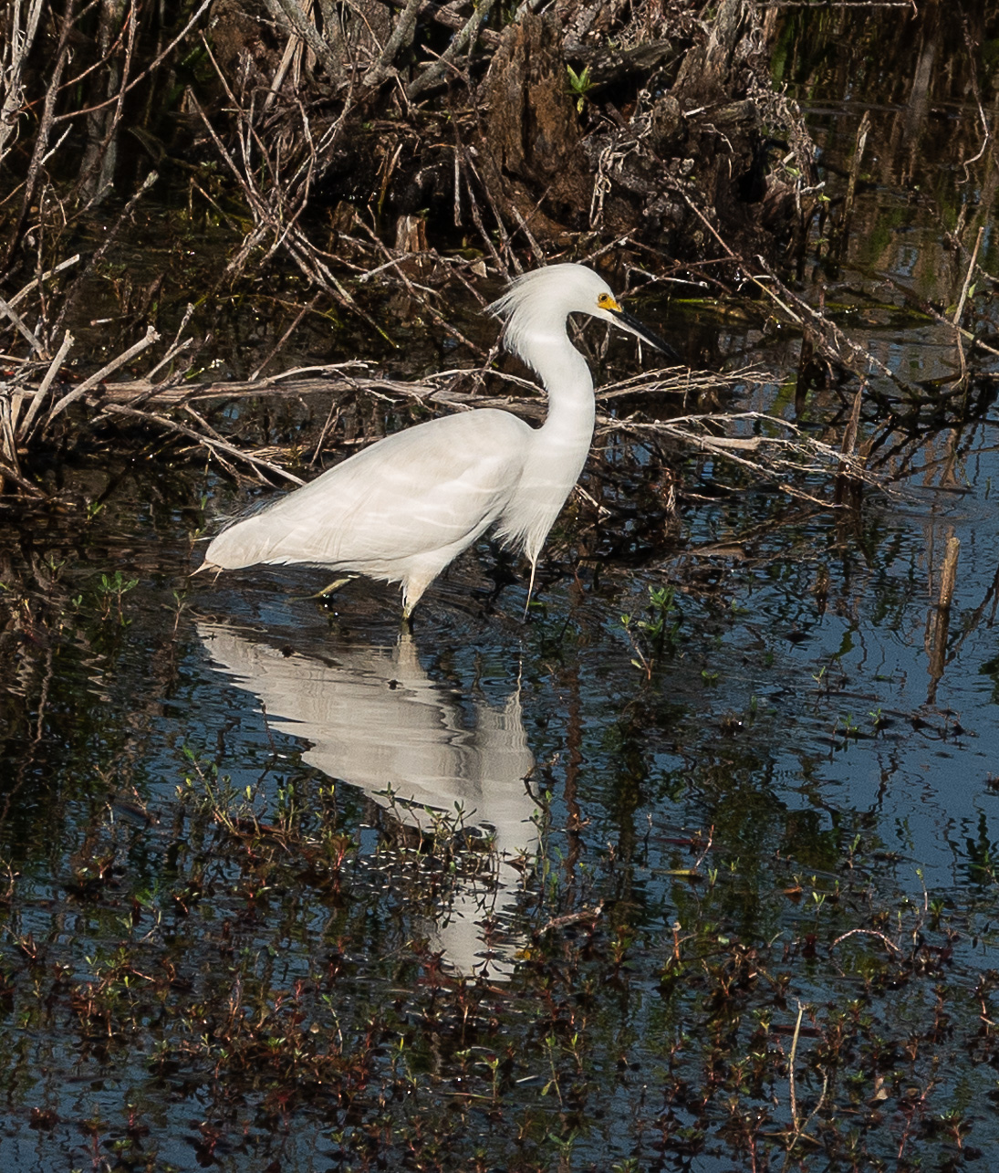 Snowy egret