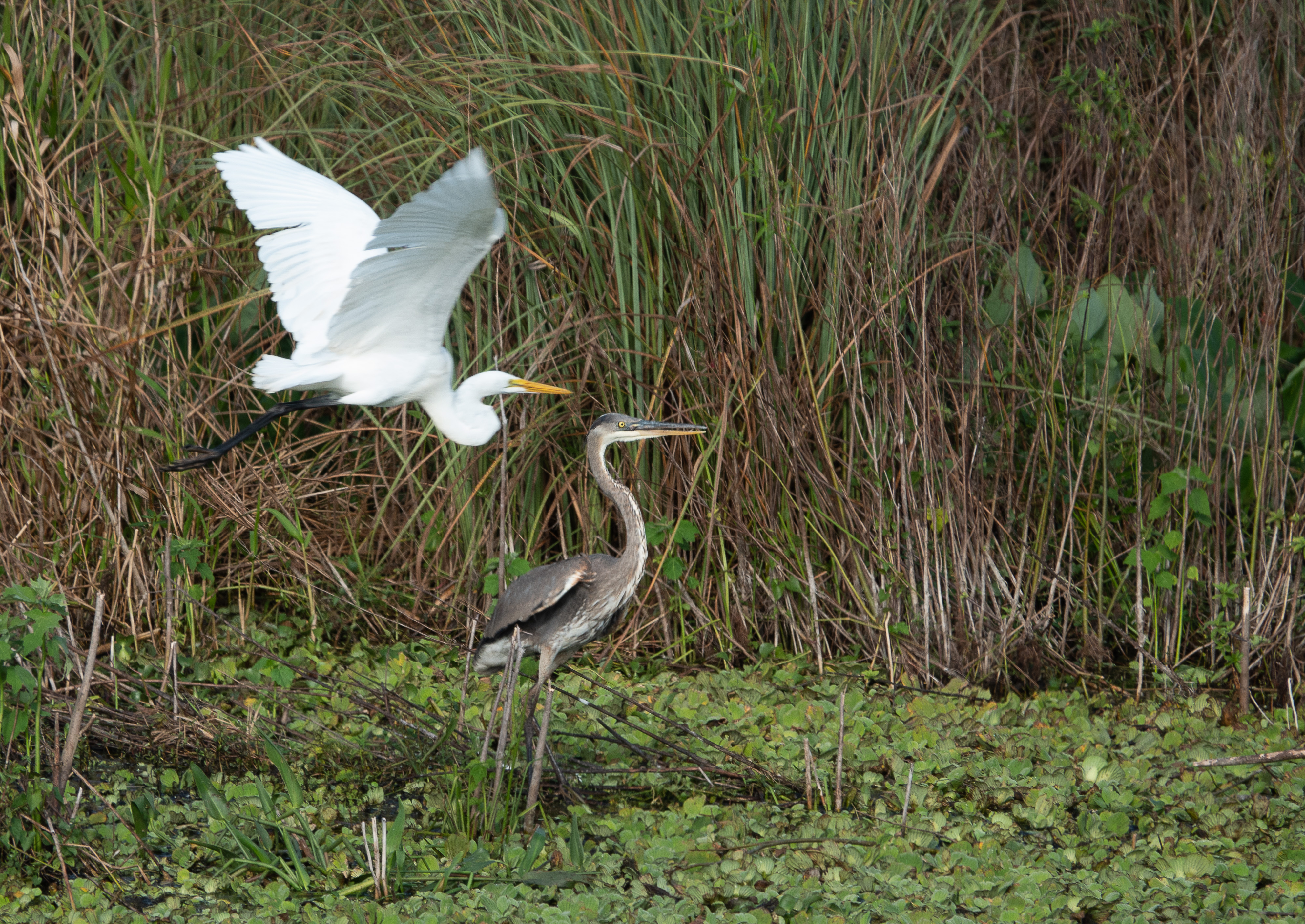 Egret and heron