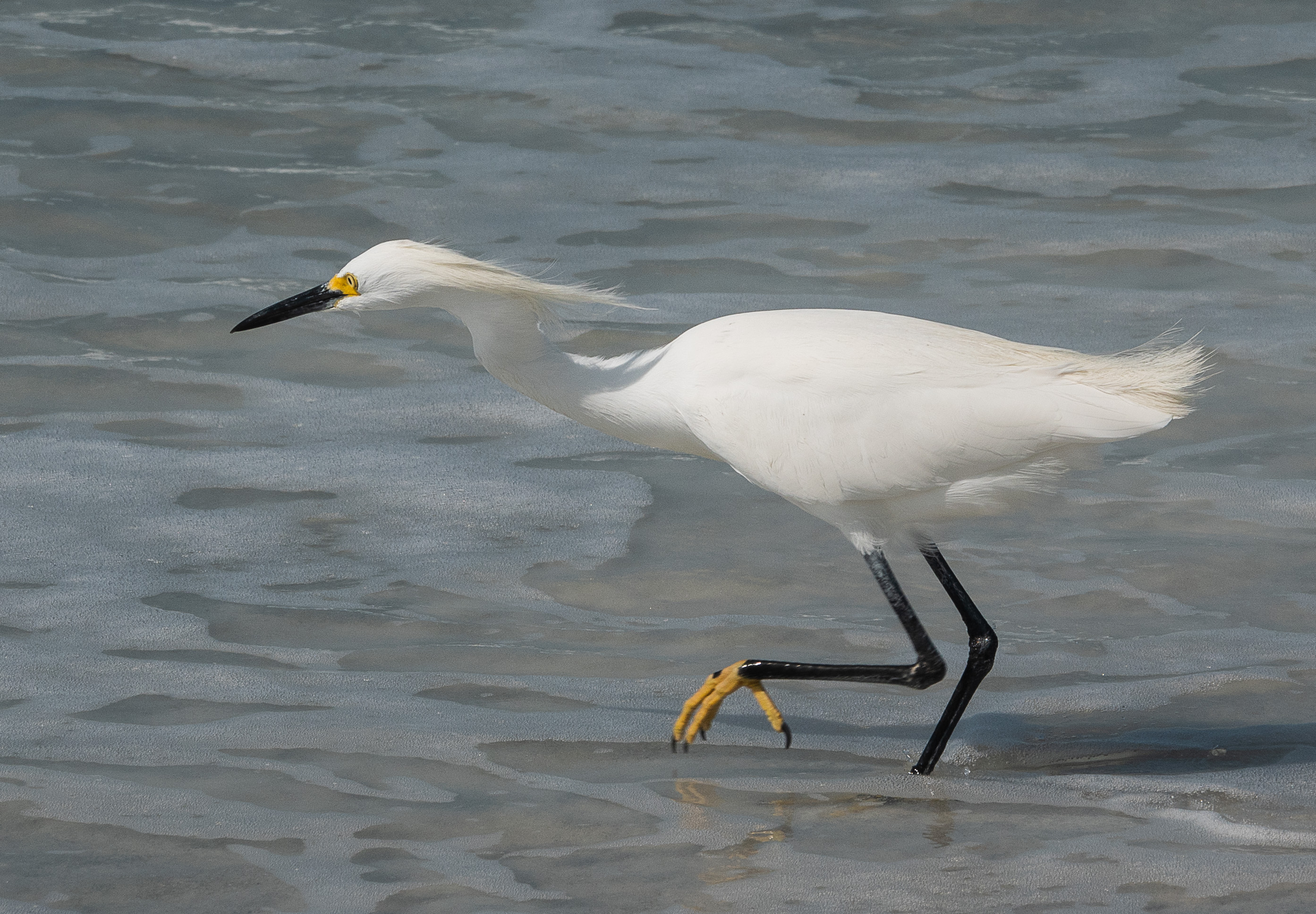 Snowy egret