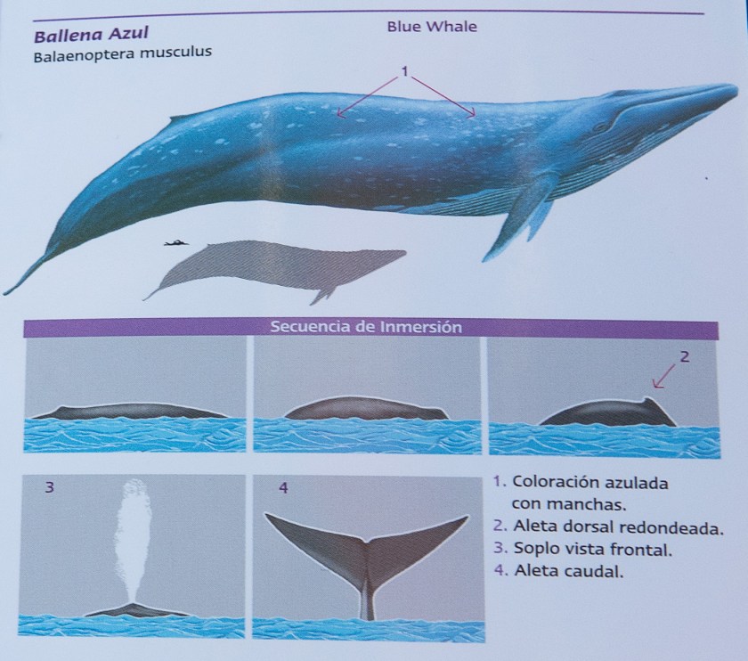 Blue whale