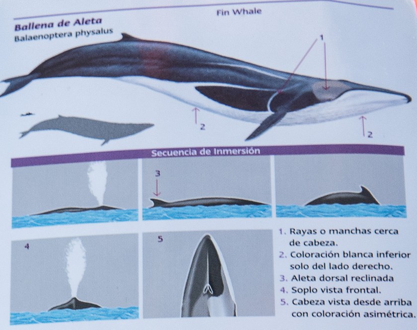 Blue whale