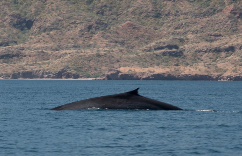 Blue - fin whale hybrid?