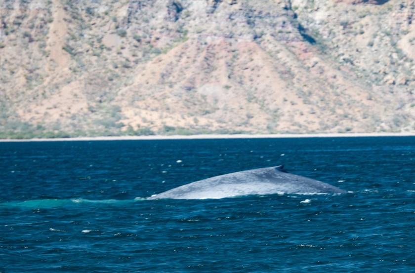 Blue whale
