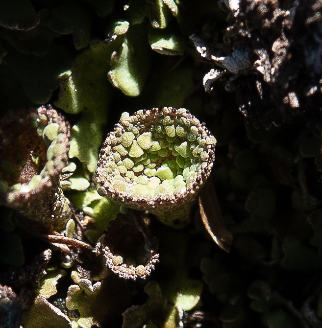 Cladonia sp. lichen