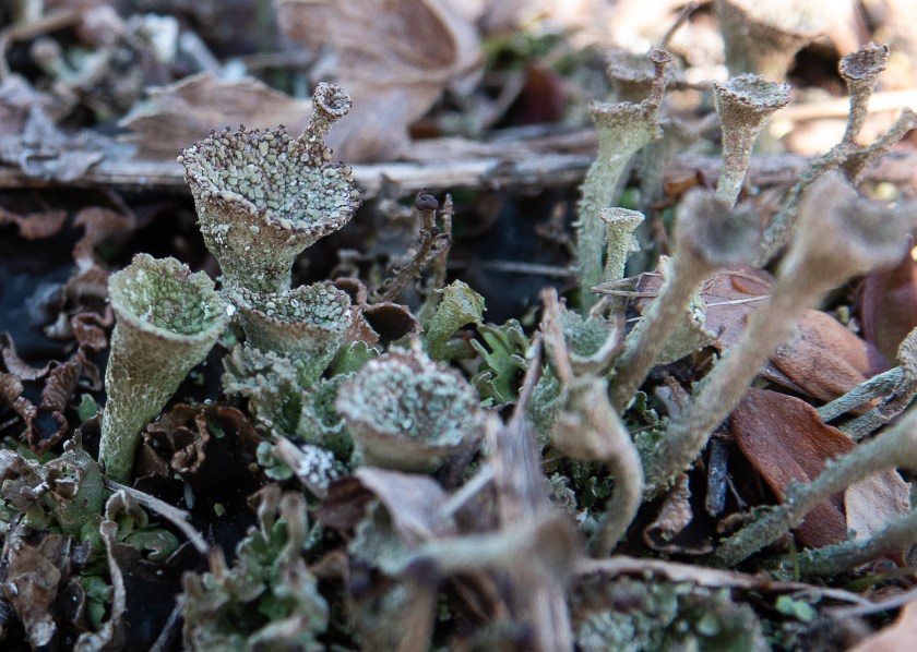 Cladonia sp. lichen