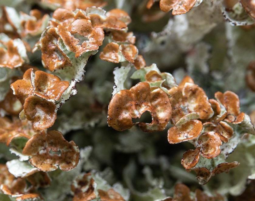 Ruffle lichen
