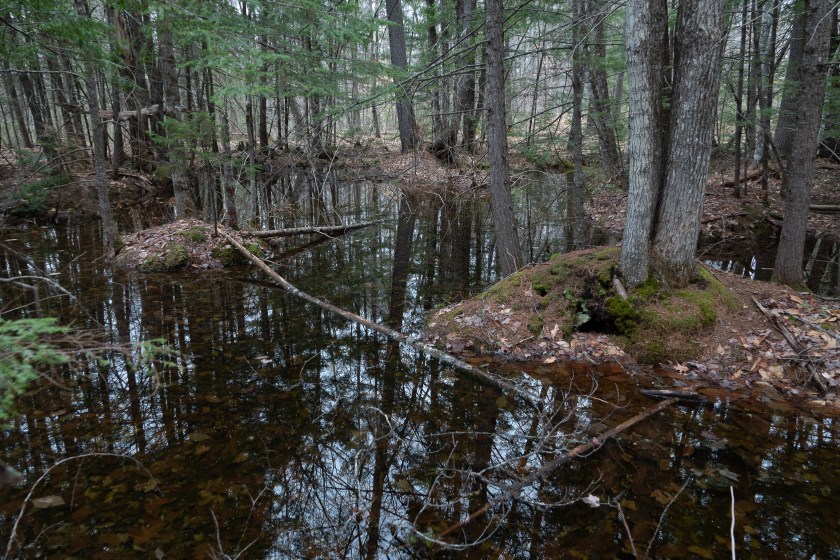 Vernal pool used by wood frogs