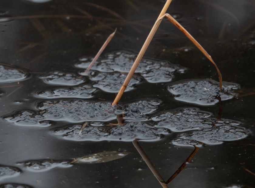 Wood frog eggs