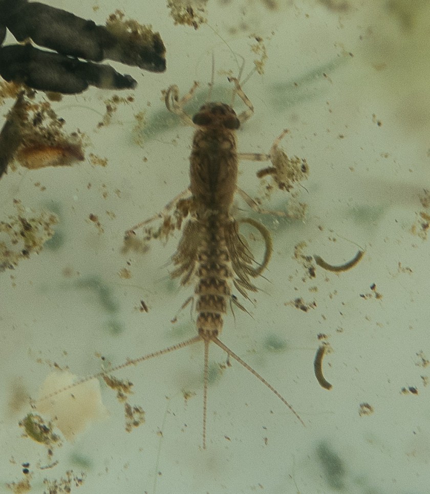 Mayfly nymph