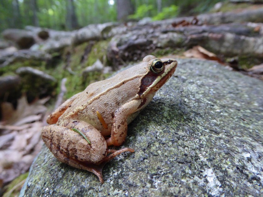 Wood frogs mating