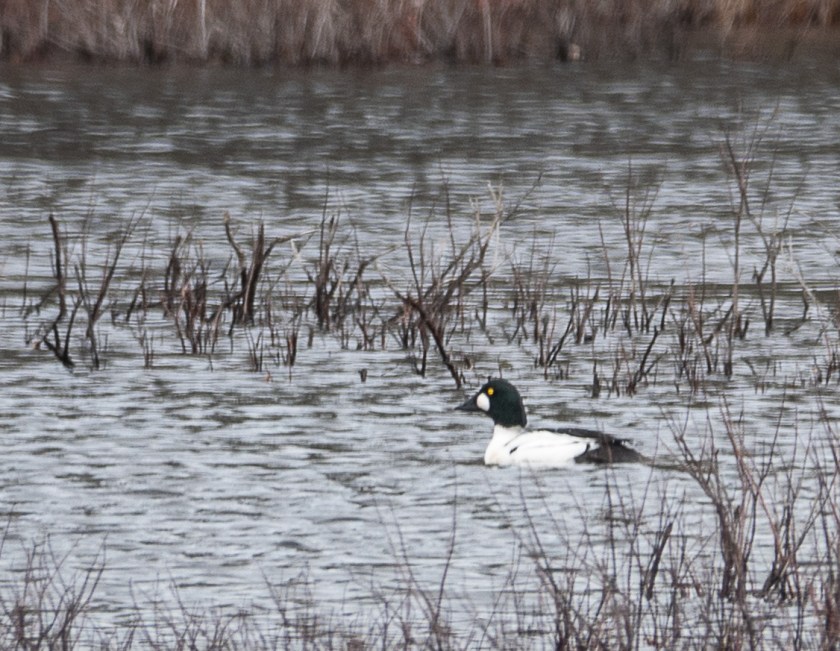 Common Goldeneye
