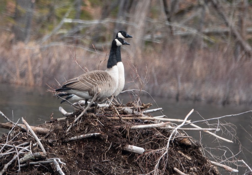 Canada Goose