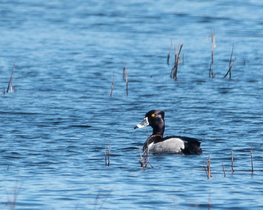 Ring-necked duck