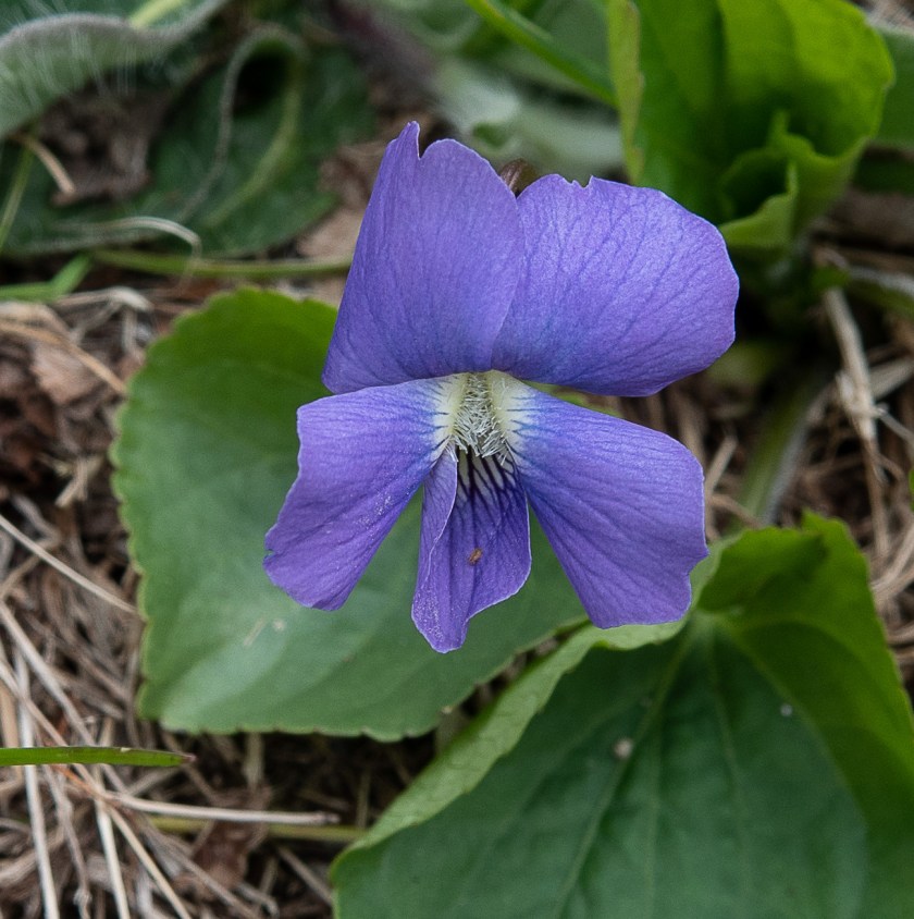 Common Blue Violet