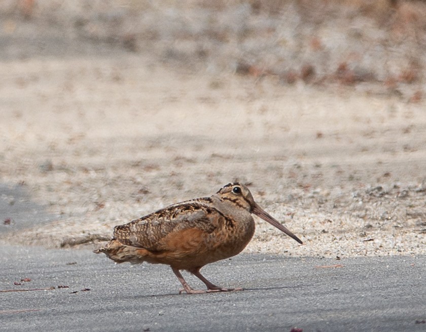 American Woodcock, possibly demale guarding nest?