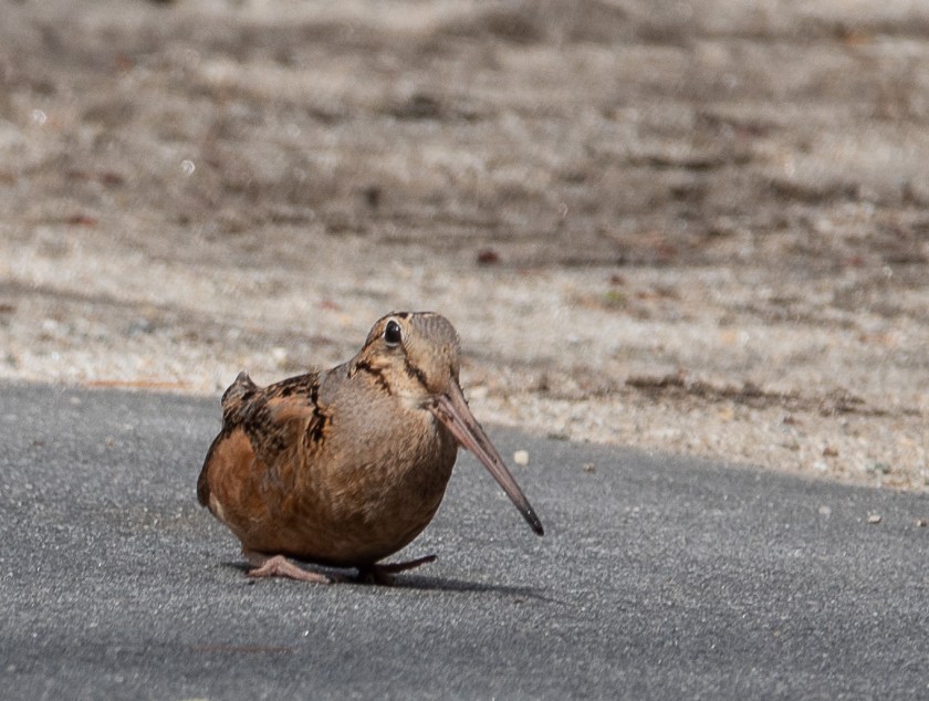 American Woodcock, possibly demale guarding nest?