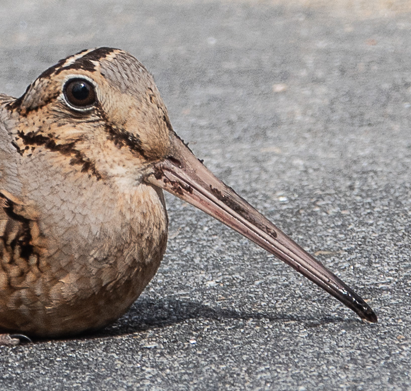 American Woodcock, possibly demale guarding nest?