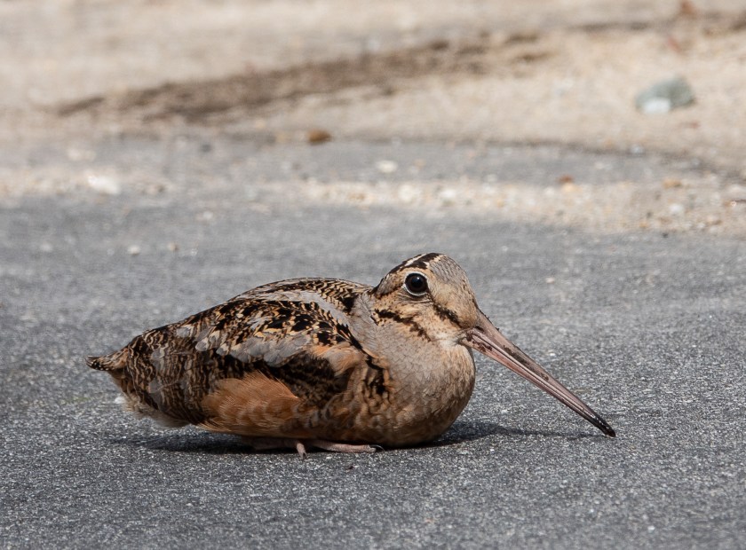 American Woodcock, possibly demale guarding nest?