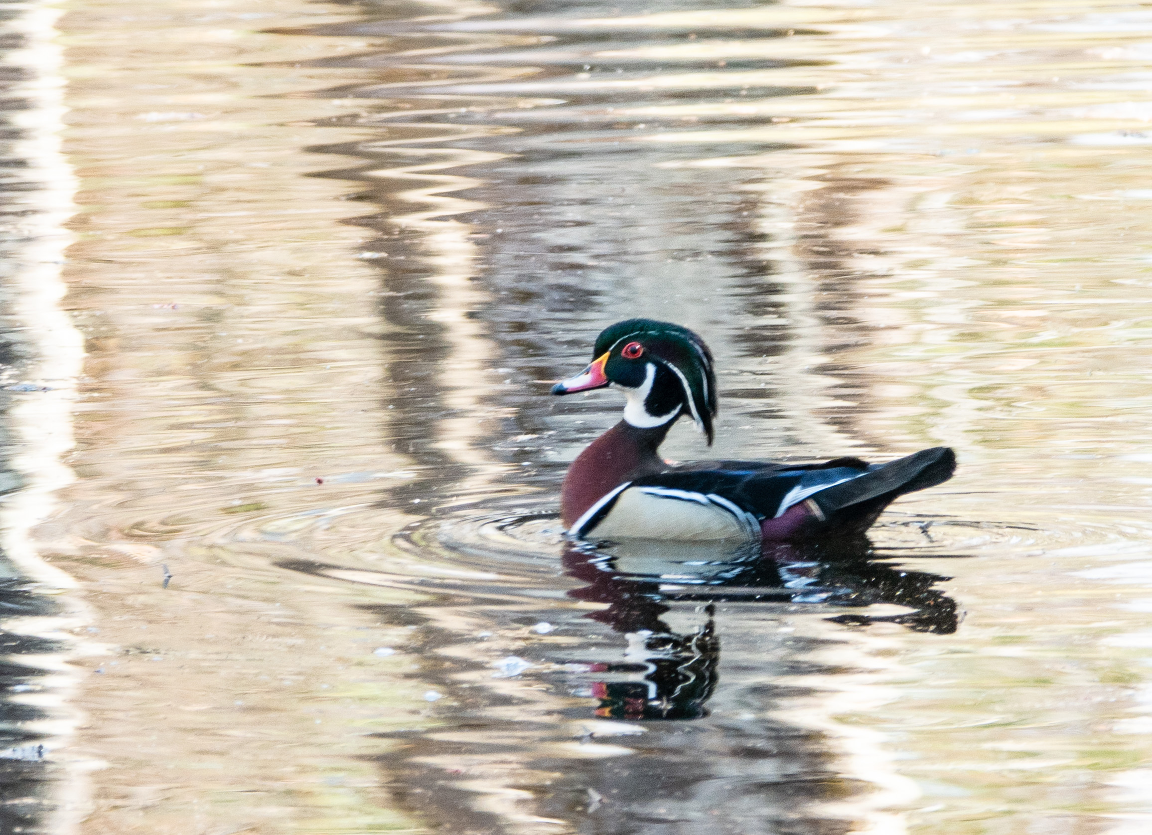 Wood ducks