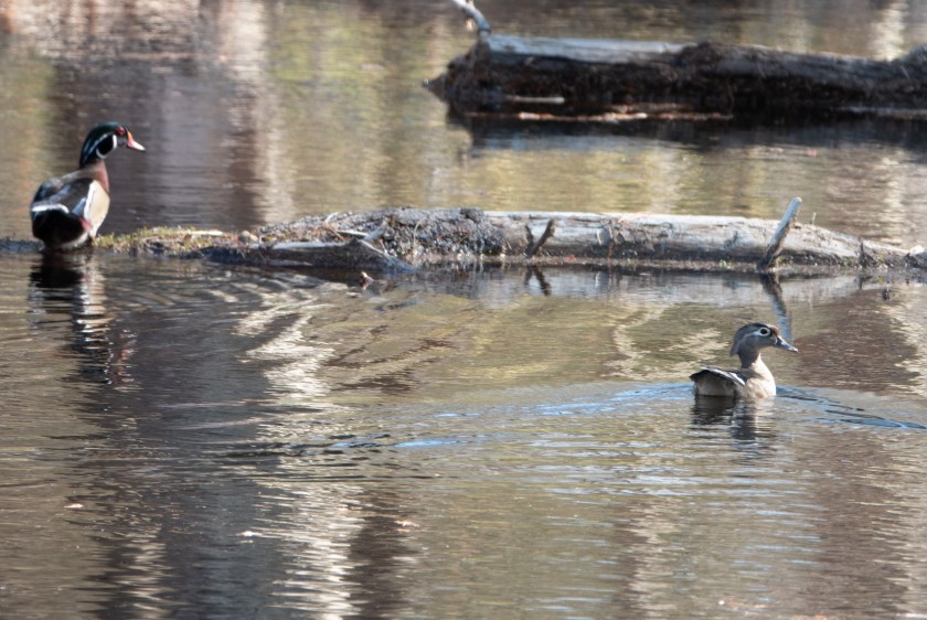 Wood ducks