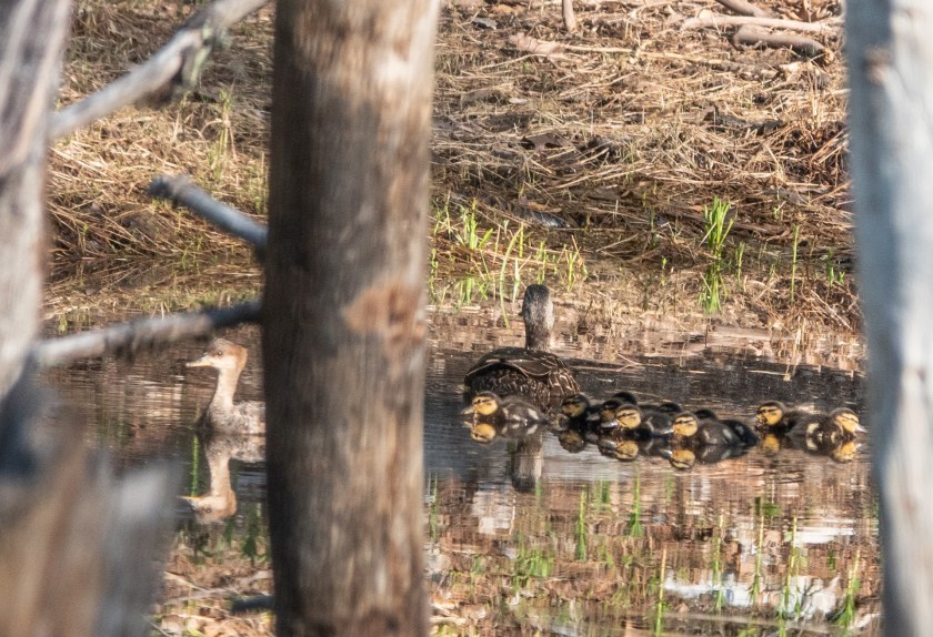 Common mergansers with ducklings