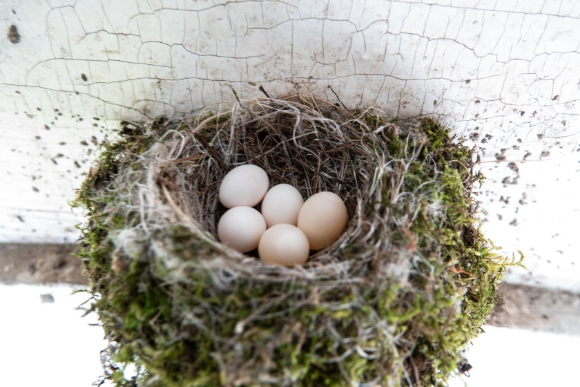 Phibere eggs, May 23