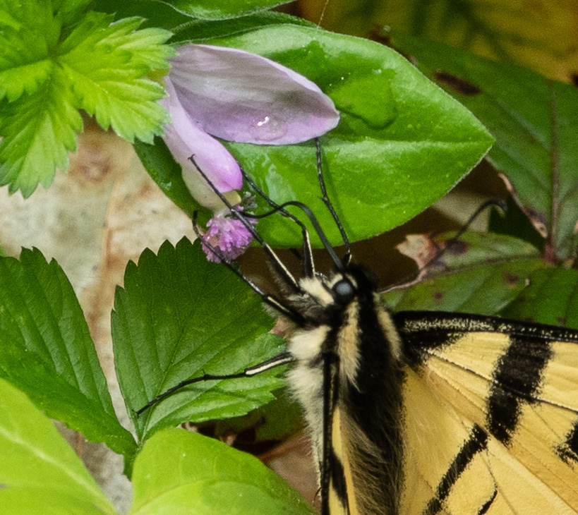 Eastern Swallowtail on Fringes Polygala