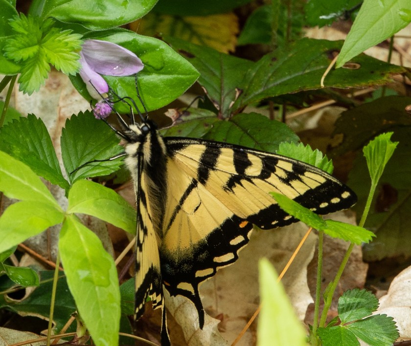 Eastern Swallowtail on Fringes Polygala