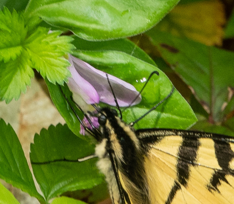 Eastern Swallowtail on Fringes Polygala