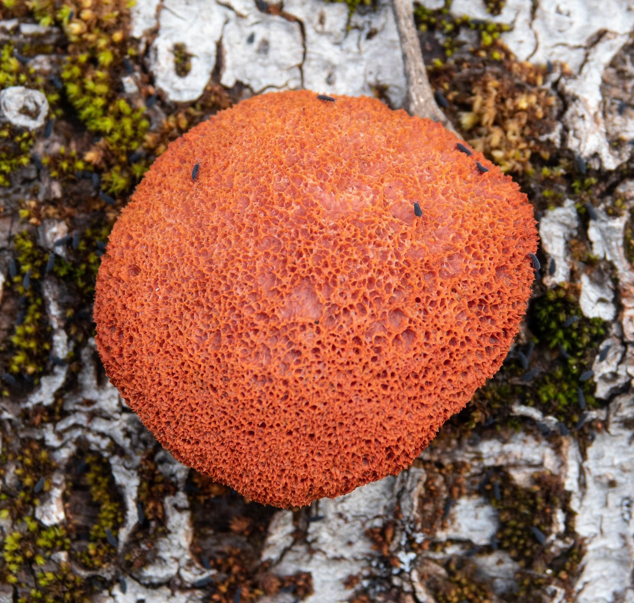 fungus with springtails