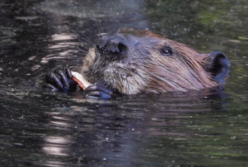 Beaver eating cattail root
