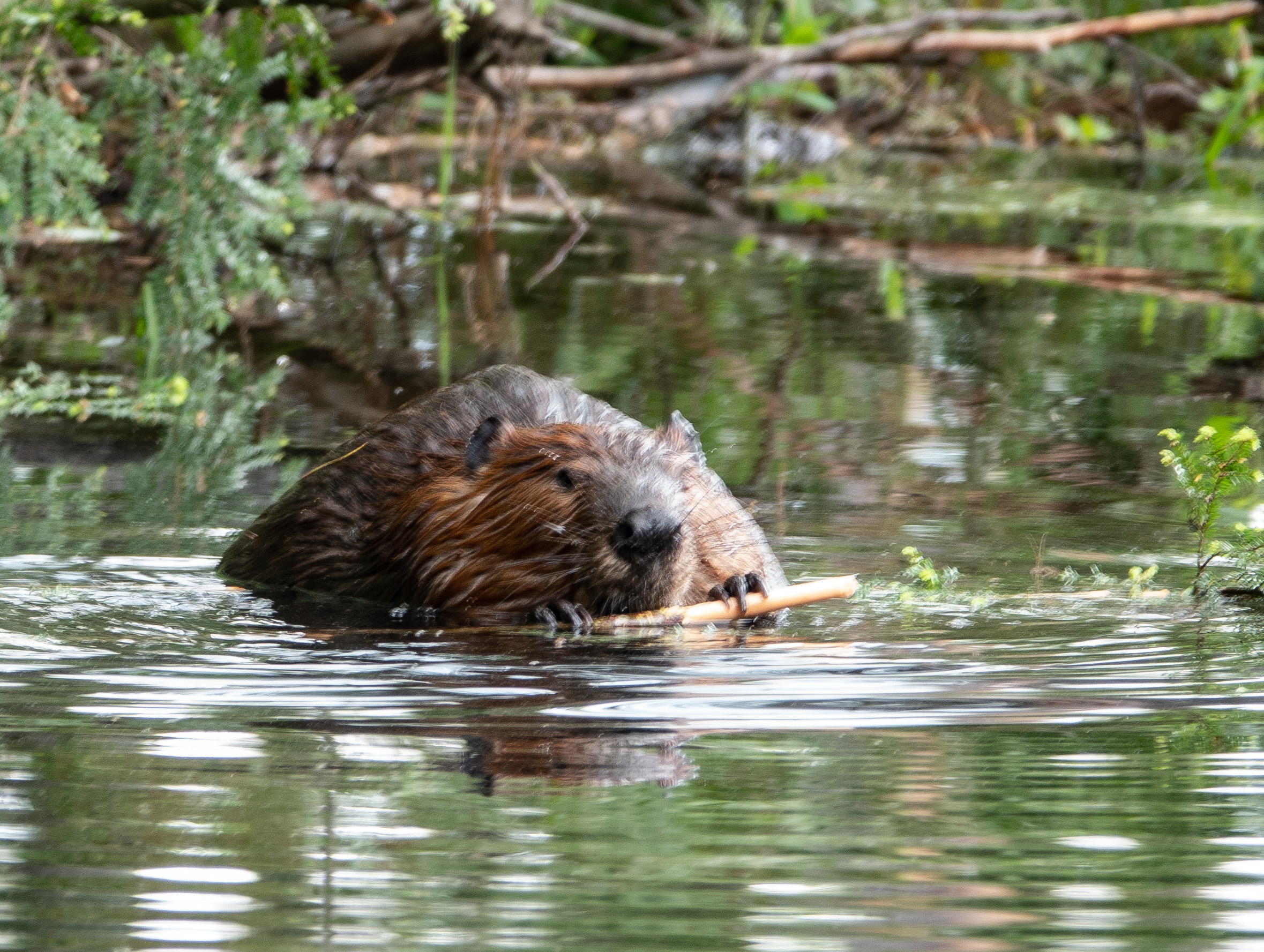 beaver on granny's pond
