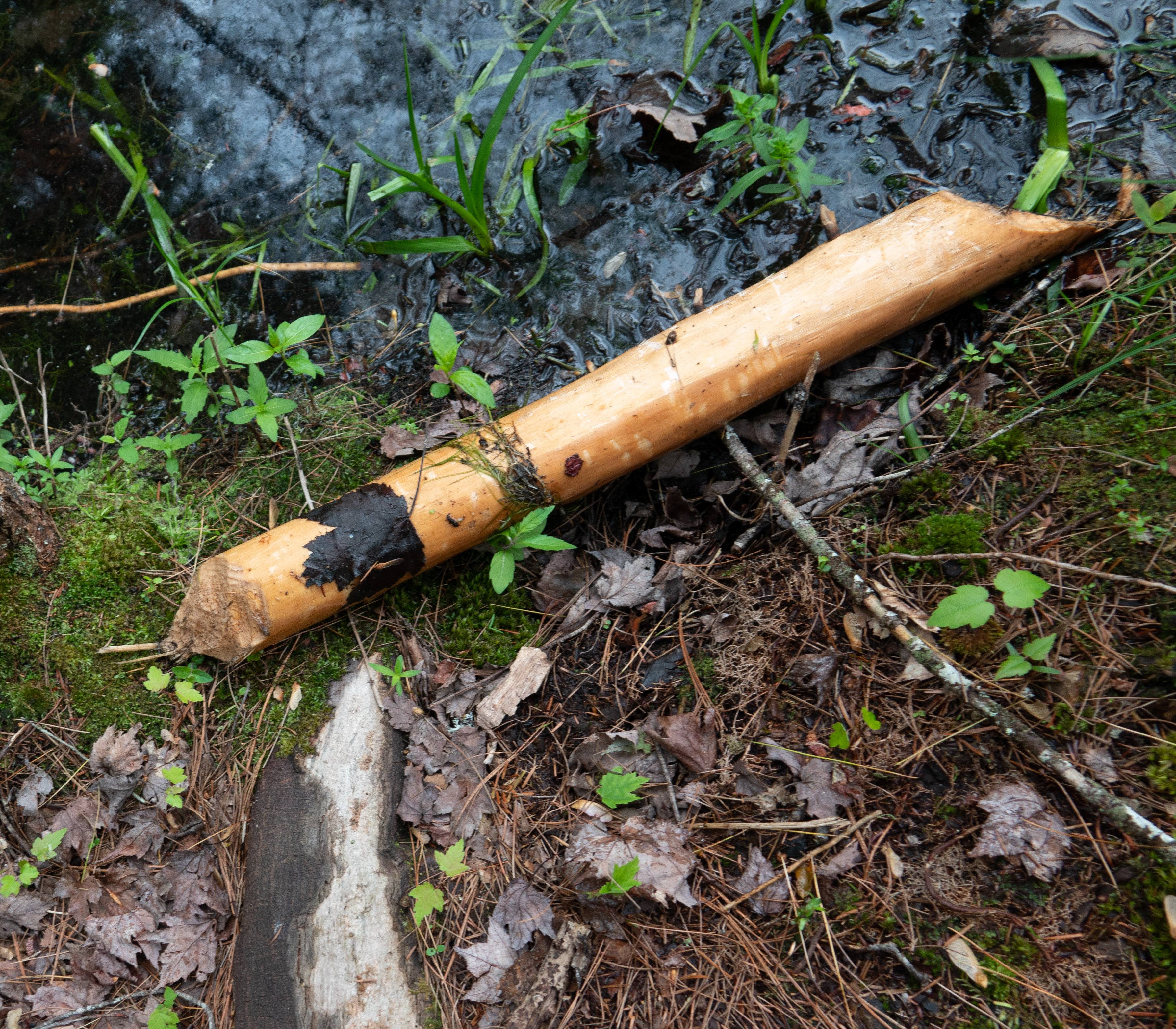 beaver on granny's pond
