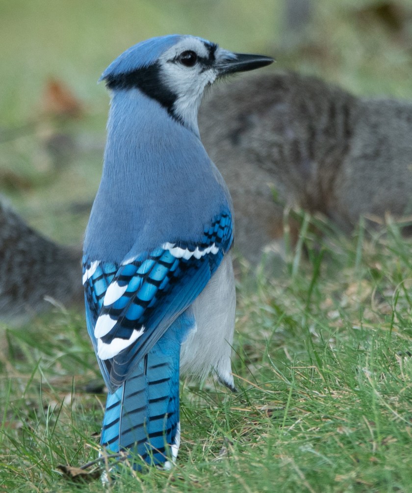 Bluejay
