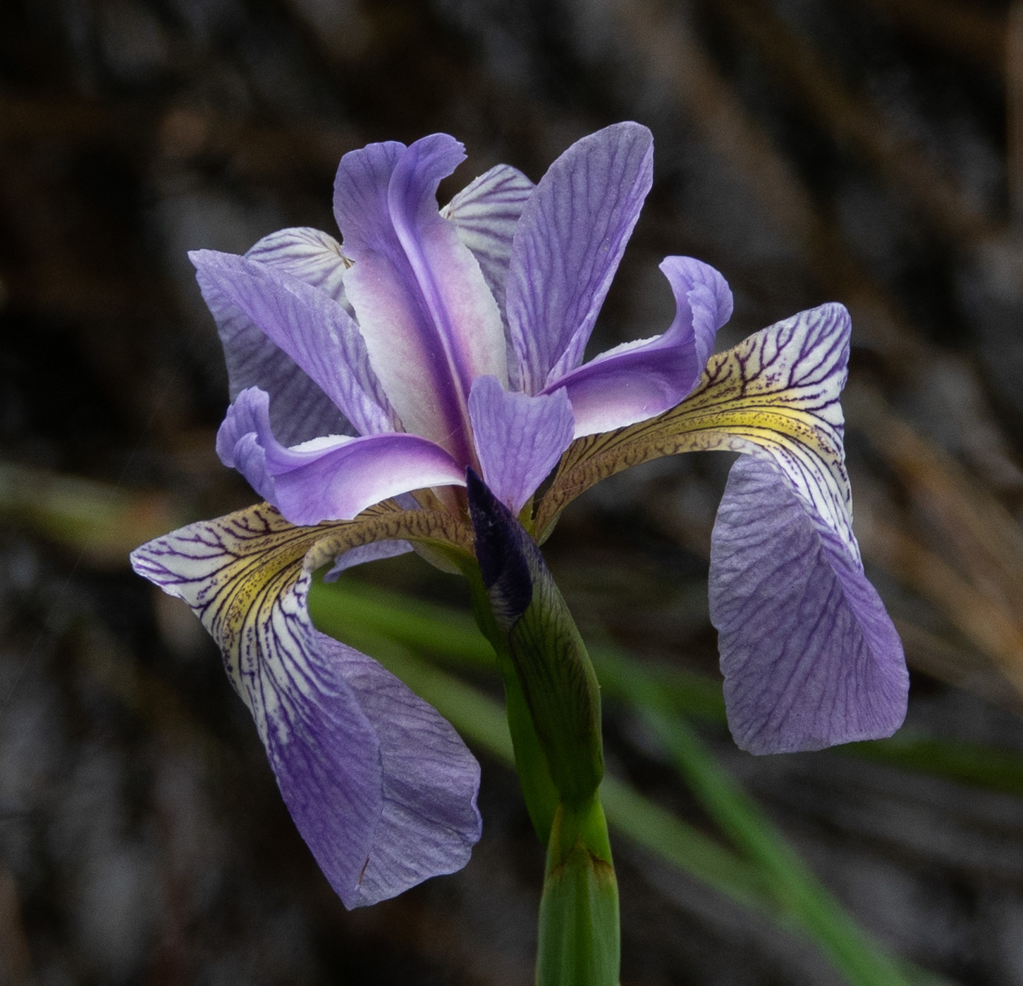 Blue flag iris, I. versicolor