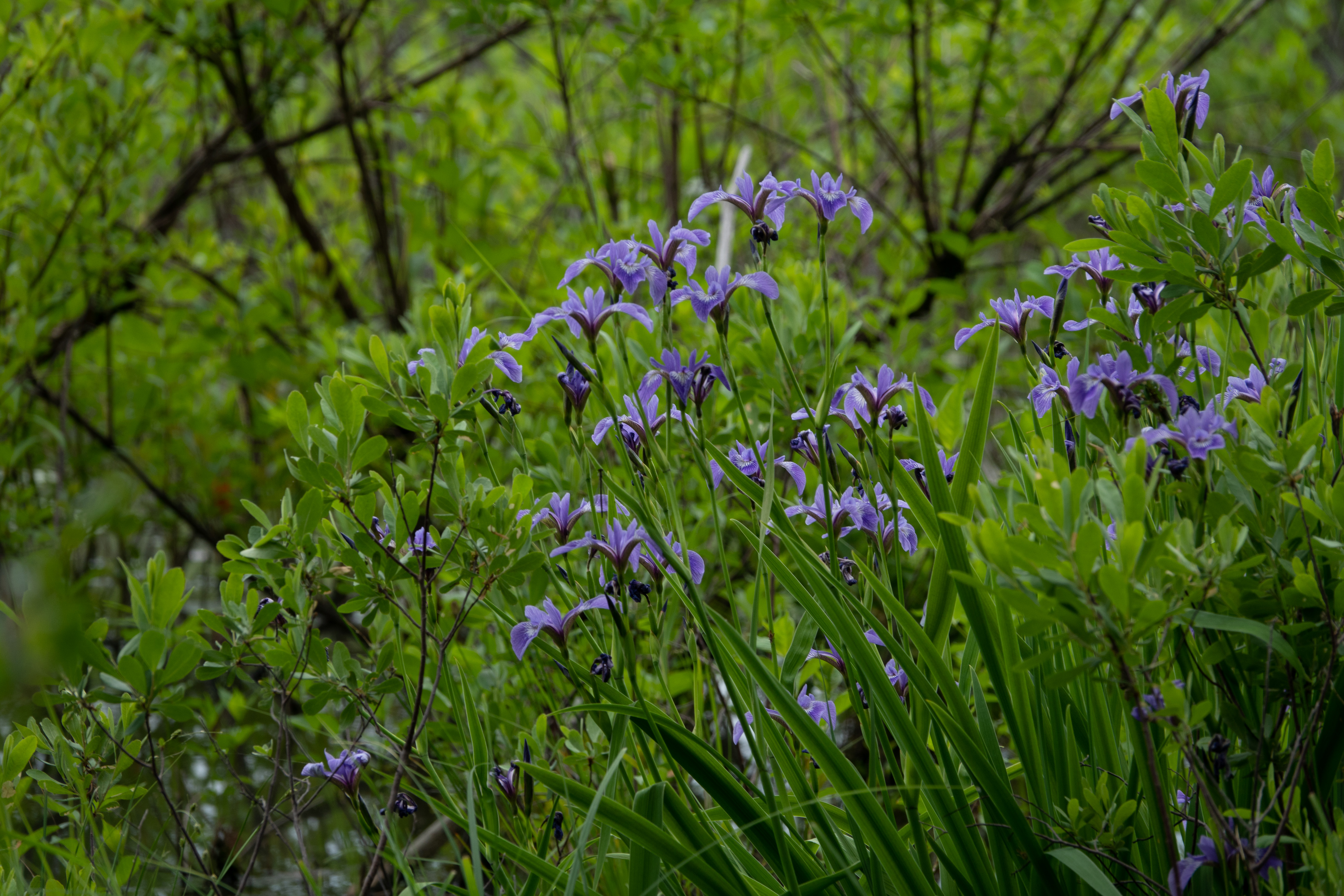 Blue flag iris, I. versicolor