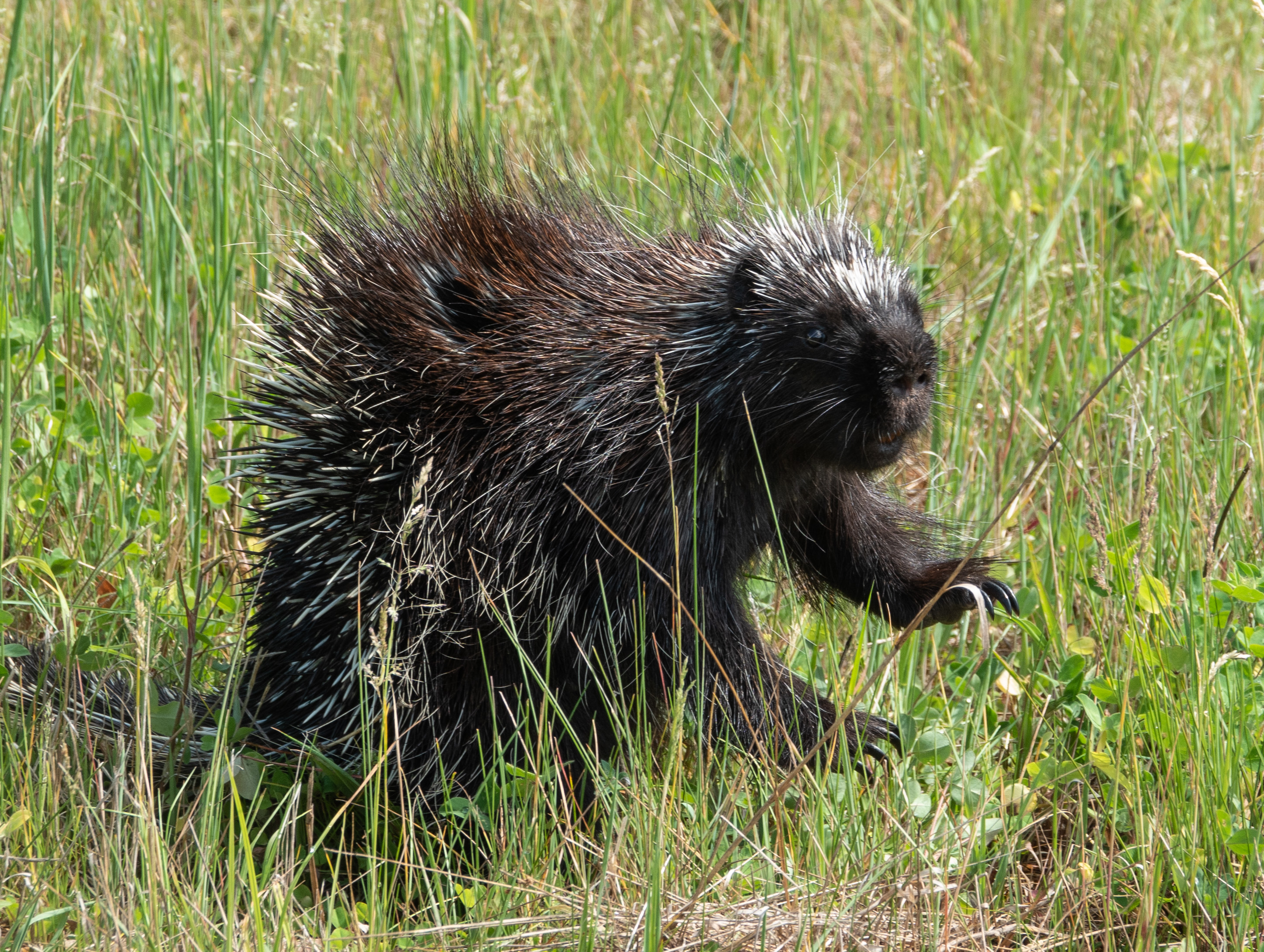 porcupine