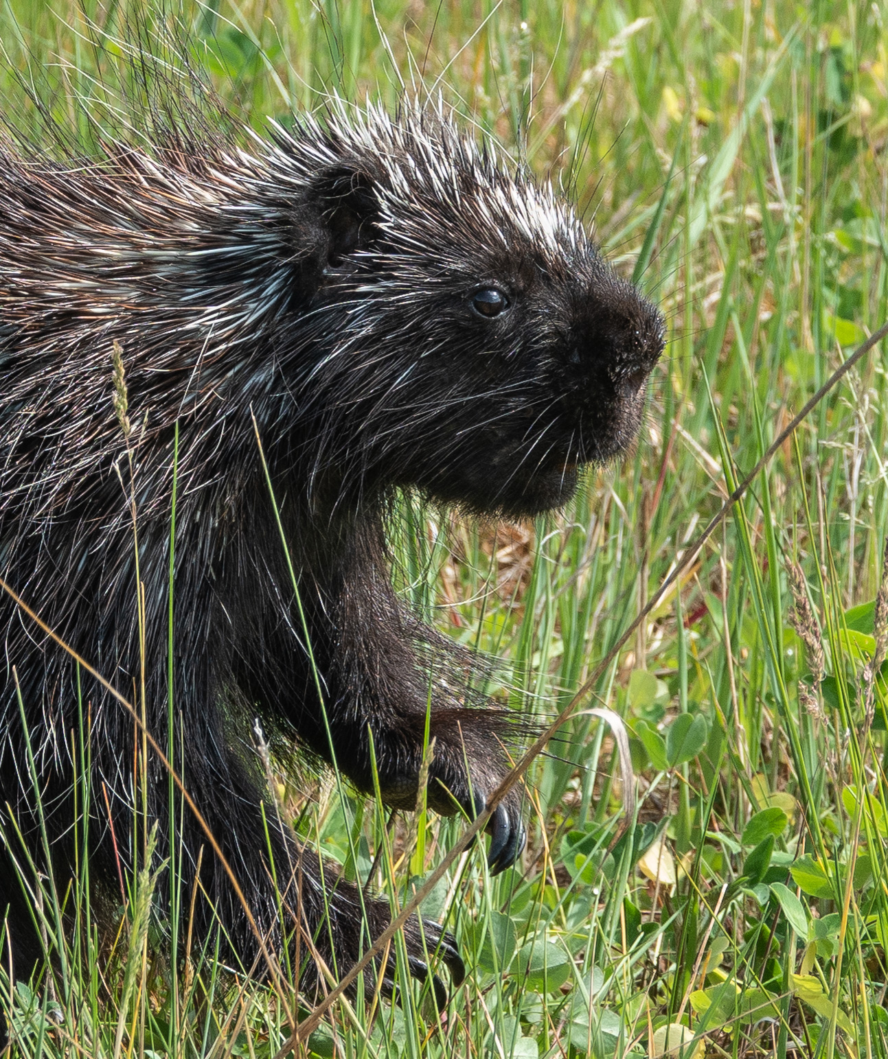 porcupine