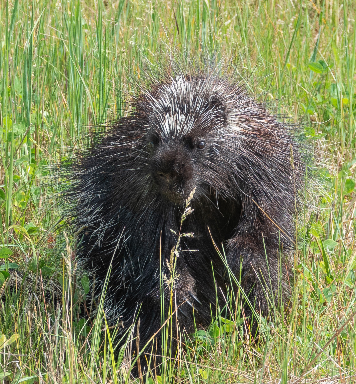 porcupine
