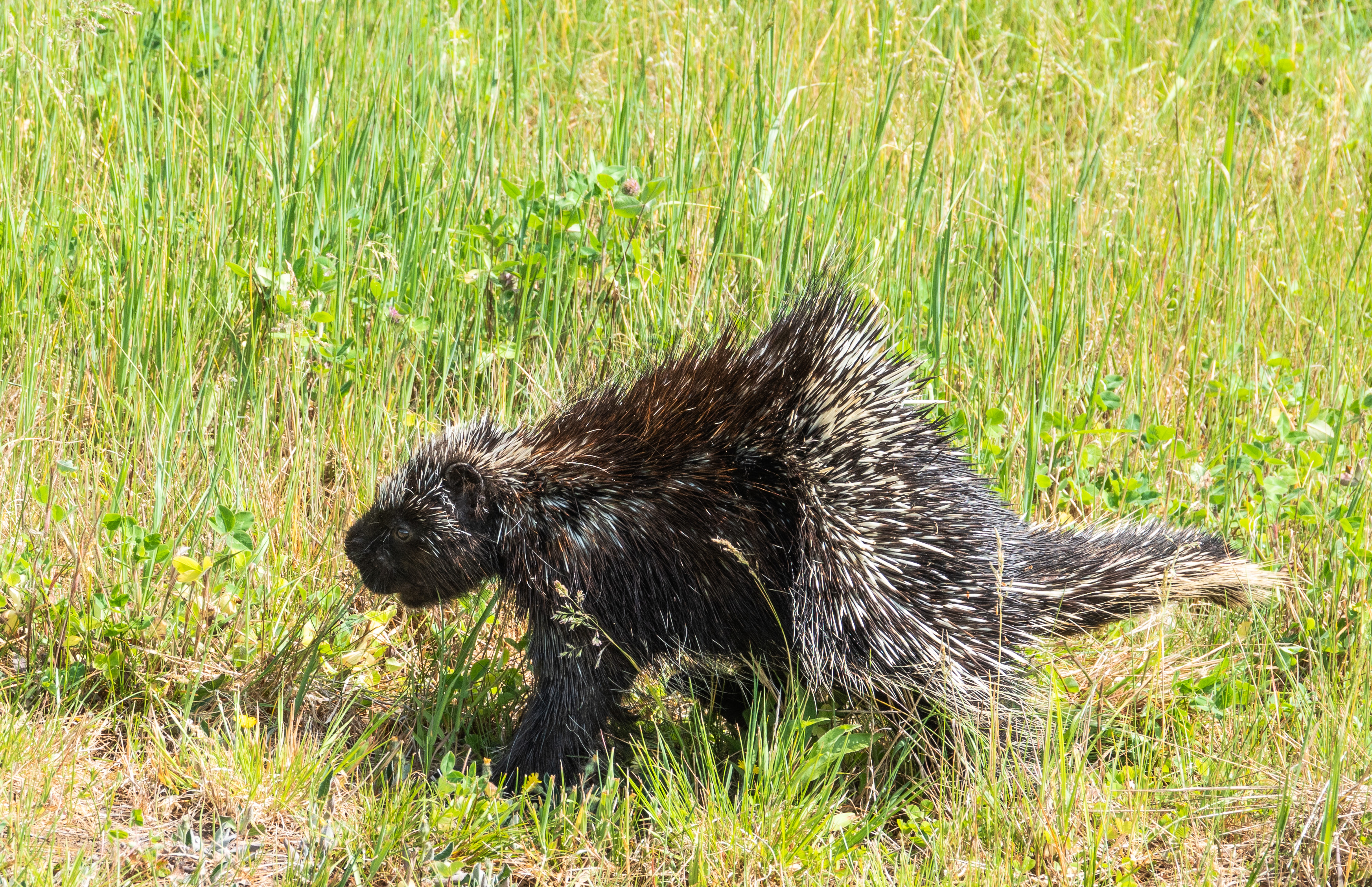 porcupine