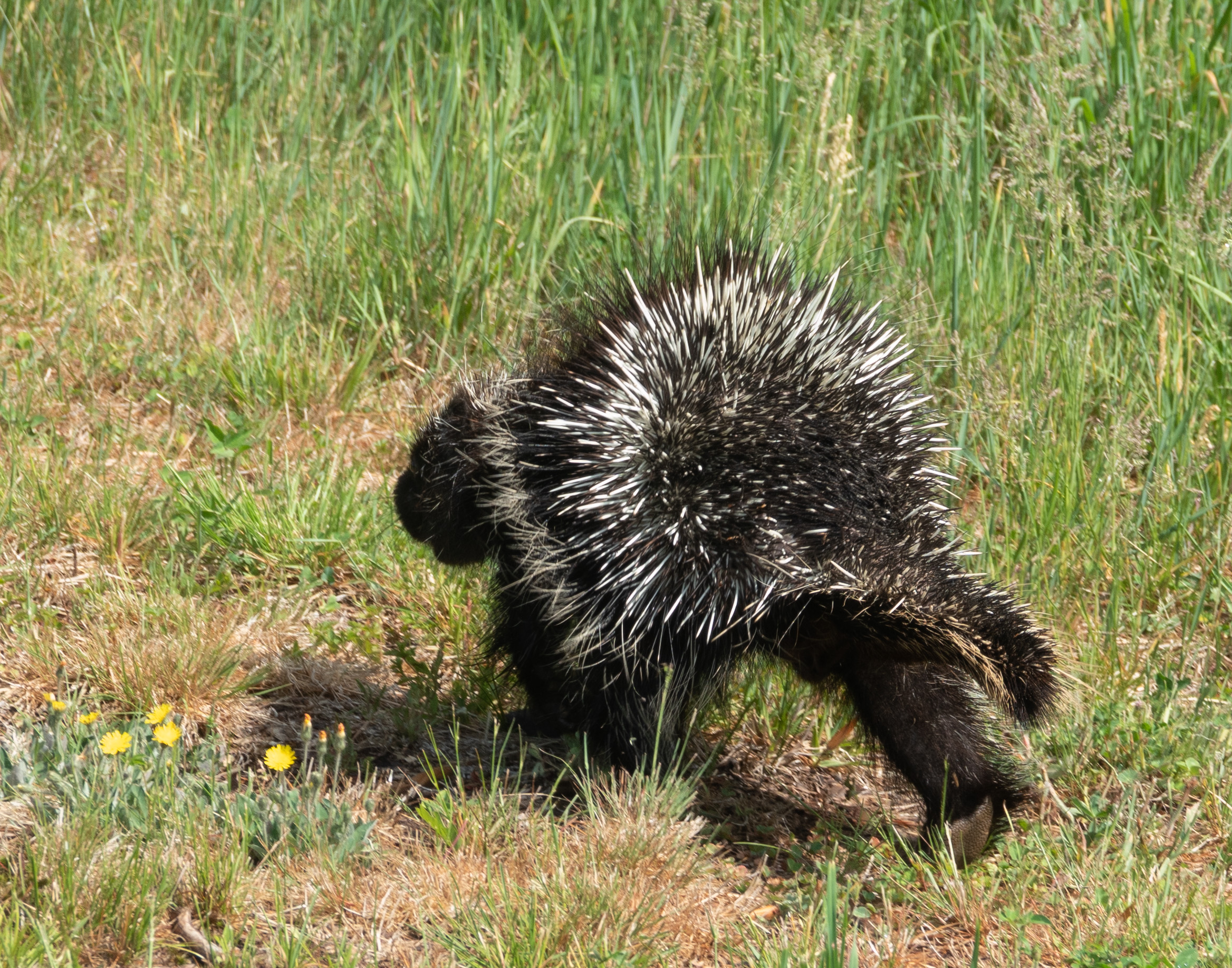 porcupine