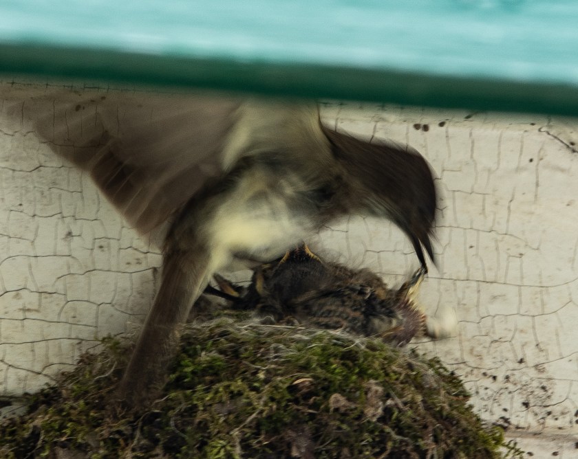 Phoebe dealing with fecal sac